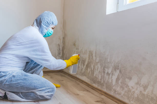 Licensed Mold Testing service in Thornton, CO - WQB Mold Removal